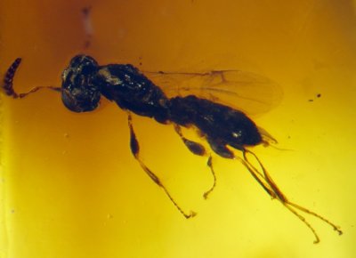 2mm wasp (Hymenoptera, Scelionidae) in Burmese amber