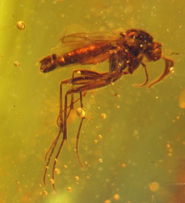 Nematocera, male fungus gnat or gall midge, 3 mm in Burmese amber