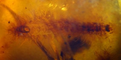 Polyxenid, remarkably caught in the act of moulting, in Burmese amber. One of a swarm.