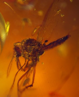 Biting midge (Ceratopogonidae), 3 mm in Burmese amber. Similar to Culicoides grandibocus which may have fed on dinosaurs.