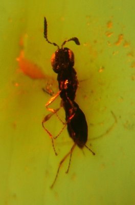 Wasp (Hymenoptera, Scelionidae), 1 mm in Burmese amber (my very first piece of Burmese amber).