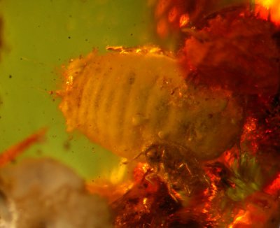 New Jersey female coccoid scale insect (3 mm) with tiny male
