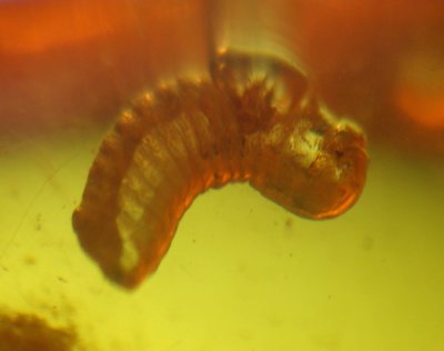 New Jersey larva, 1.5 mm