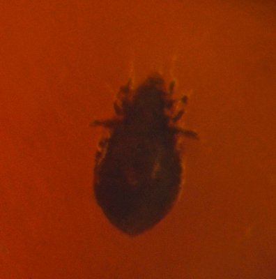 Mite (Acari) in Burmese amber, <1mm