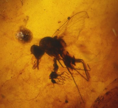 Fly with large mouthparts (Brachycera, Rhagionidae), 3 mm, in Burmese amber.
