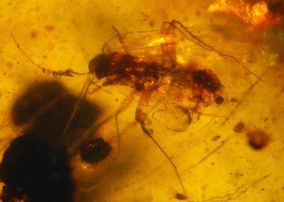 Aleyrodoidea (white fly), 2 mm in Burmese amber