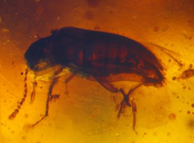 Beetle (Coleoptera) in Burmese amber, 1.5 mm