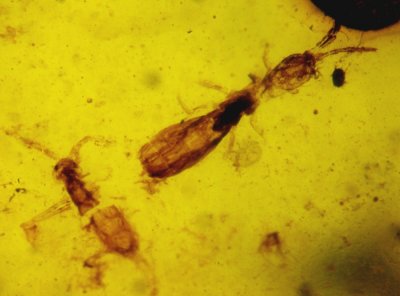 Springtails (Collembola), the largest is 2 mm long, in Burmese amber