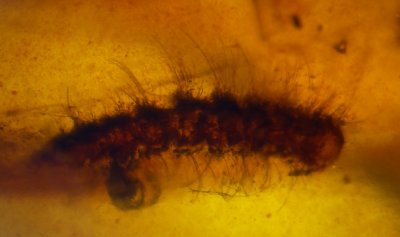 Polyxenid millipede (the numerous legs rule out dermestid beetle larva!) in Burmese amber, 4 mm.
