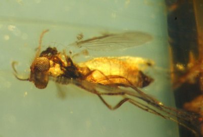 Female non-biting midge (Nematocera, Chironomidae), 1.5 mm, in Burmese amber