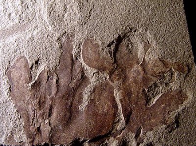 Lower Carboniferous Bear Gulch sponge, Montana, USA