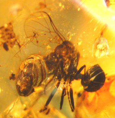 Burmacyrtus rusmithi Grimaldi & Hauser 2011, acrocerid fly, 2 mm, in Burmese amber