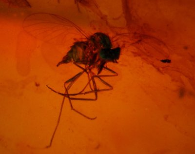 Snipe fly (Brachycera, Rhagionidae) in Burmese amber, part of a swarm of several indviduals