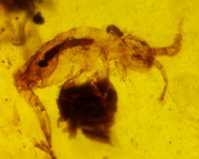 Springtail (Collembola), 2 mm, in Burmese amber
