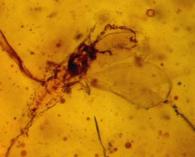 Scale insect (Coccoidea), 1 mm, in Burmese amber