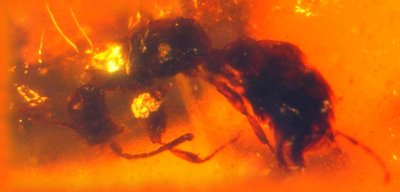 Hymenoptera, 2 mm, in Burmese amber