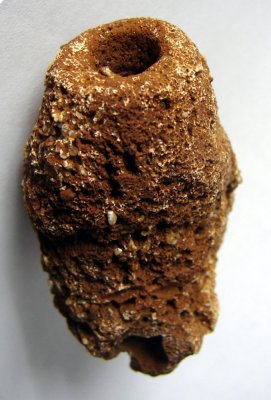 Cretaceous Farringdon sponge