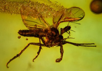 Mite sucks haemolymph from fly. Baltic amber.