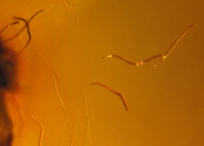 Scolytonema dominicana nematodes caught in their escape from a platypodid beetle host. Dominican amber.
