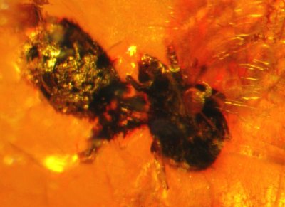 Tortoise mite attached to a larger mite. Cretaceous amber from Burma.