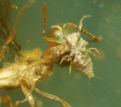 Electromyrmococcus inclusus Williams & Agosti 2001 in the jaws of a winged female Acropyga ant (she's about 3 mm long).