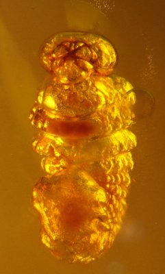 Dominican amber  larva