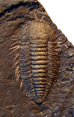 Triarthrus eatoni, 22mm showing limbs and antennae. Whetstone Gulf Formation, U Ordovician, Lewis Co, New York, USA.