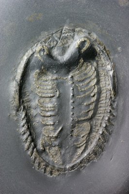 Rhenops sp, 45 mm ventral view, complete with limbs and antennae. Hunsrueckschiefer, L Devonian, Bundenbach, Germany.