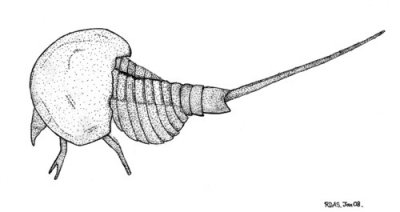 Drawing of the Moroccan xiphosurid made in January 2008.