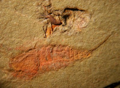 Undescribed synziphosuran arthropod, 6 mm long, Lower Ordovician, Morocco
