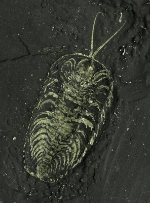 Triarthrus eatoni, 49 mm showing limbs and antennae. Whetstone Gulf Formation, U Ordovician, Lewis Co, New York, USA.