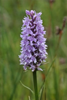 Askham Bog orchid
