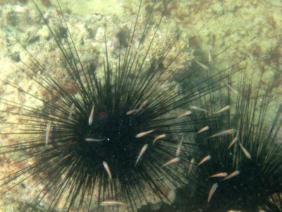 Bandar Khairan urchins and urchin cardinalfish (Siphania versicolor)