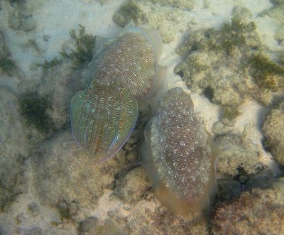 Pharaoh cuttlefish, Ras Al Hamra