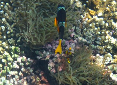 Damaniyat Clark's anemonefish (Amphiprion clarkii)