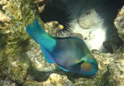 Damaniyat parrotfish