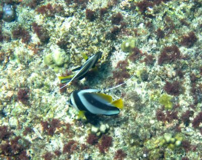 Damaniyat bannerfish (Heniochus acuminatus)