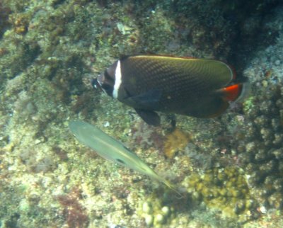 Damaniyat Collared butterflyfish (Chaetodon collare)