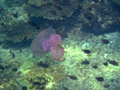 Damaniyat jellyfish