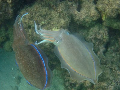 Marjan pharaoh cuttlefish (Sepia pharaonis)