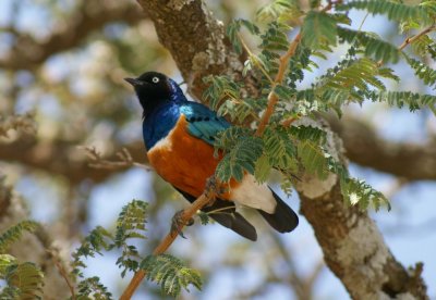 Tanzania Birds