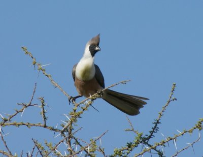 Tanzania go-away bird