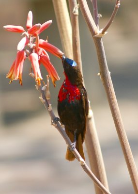 Tanzania sunbird