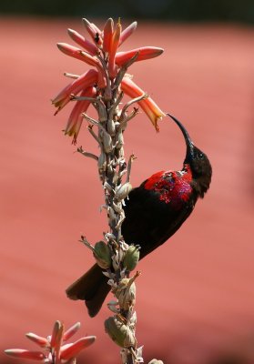 Tanzania sunbird