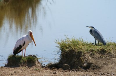 Tanzania stork and heron