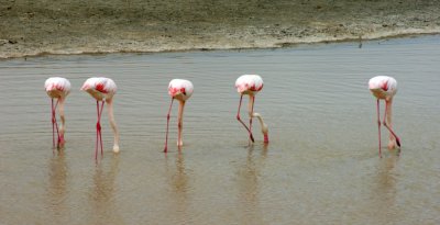 Tanzania flamingoes