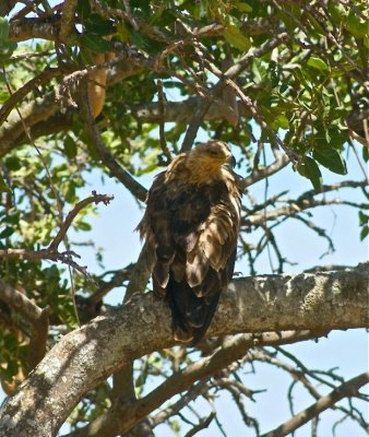 Tanzania tawny eagle