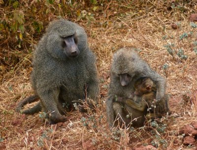 Manyara baboons