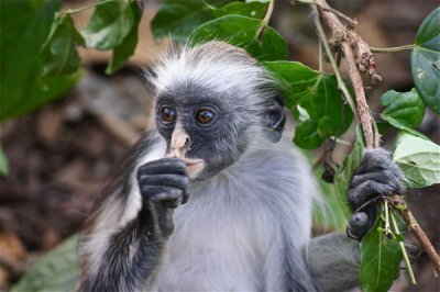 Jozani red colobus