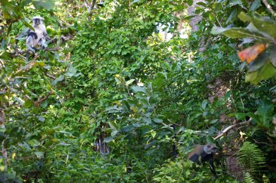 Jozani red colobus and blue monkey